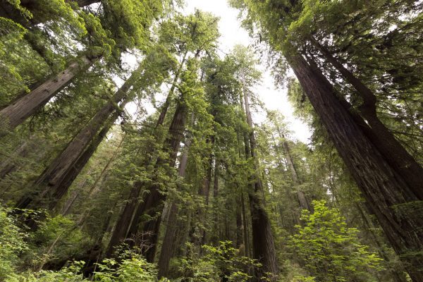 WHAT IS FOREST BATHING AND HOW TO DO IT