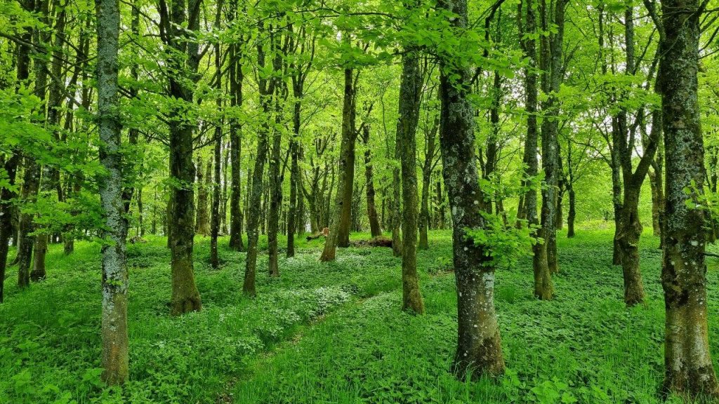 WHAT IS FOREST BATHING AND HOW TO DO IT