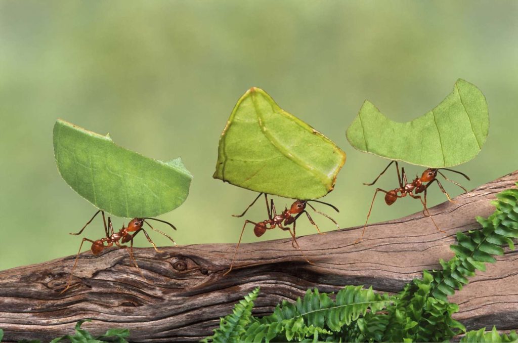 Facts about ants
